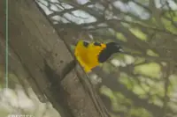 Trupial in Tree