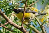 Barica gel local bird