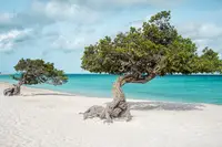 Divi divi tree on Eagle beach