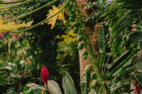 Boardwalk gardens