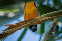 Close-up of a vibrant orange and black tropical bird perched upside down on a branch