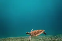 Snorkeling with turtles Aruba