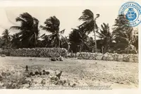 Boardwalk Coconut plantation
