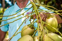Fresh garden coconuts from Boardwalk Garden