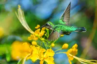 Humming Bird in Boardwalk Garden 