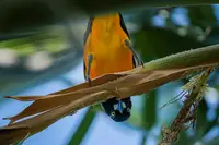 Close-up of a colorful Aruba trupial bird perched on a branch in the tropical garden at Boardwalk Boutique Hotel Aruba.