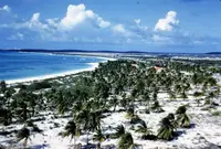Coconut plantation on Palm Beach Aruba