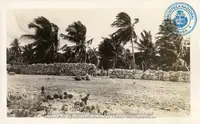 Coconut plantation on Palm Beach Aruba
