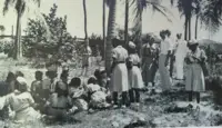 Coconut plantation on Palm Beach Aruba