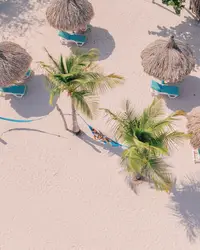 Aerial view of beach palapas and palm trees on the white sand in Aruba at boardwalk boutique hotel beach area 