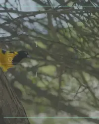 Transforming into a Trupial: the making of our FPV drone video