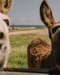 Donkeys on the way to Baby Beach Aruba