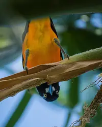 Close-up of a vibrant orange and black tropical bird perched upside down on a branch