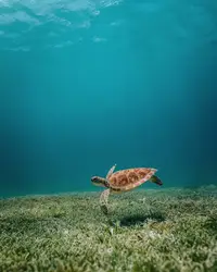 Snorkeling with turtles Aruba
