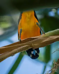Trupial in Boardwalk Garden