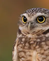 Close-up of an Aruba owl, filmed by Nathalie Clemens for the Boardwalk Boutique Hotel Aruba Artist in Residence story.